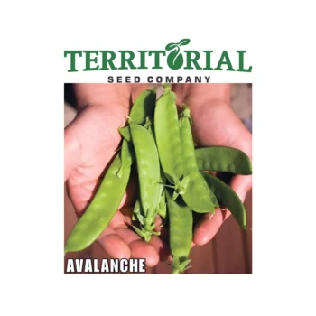 Avalanche Snow Pea seeds