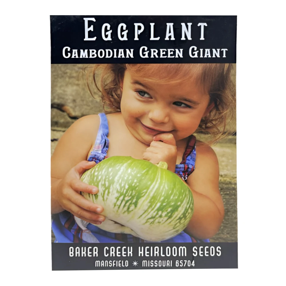Cambodian Green Giant Eggplant 1 Cambodian Green Giant Eggplant seeds