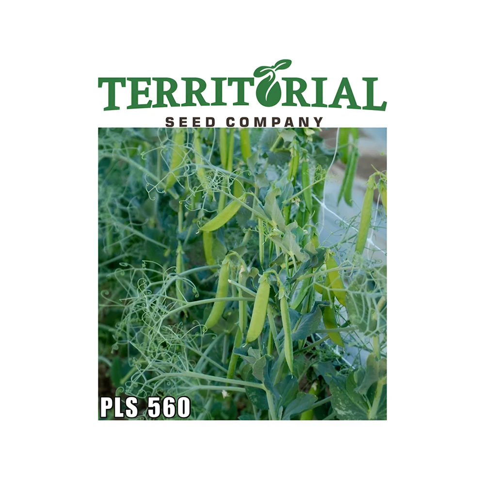 بذور بازلاء قشرية PLS 560 OG