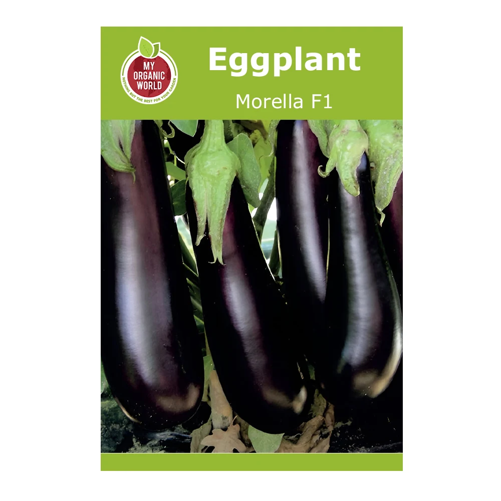Morella F1 Eggplant 1 Morella F1 Eggplant seeds