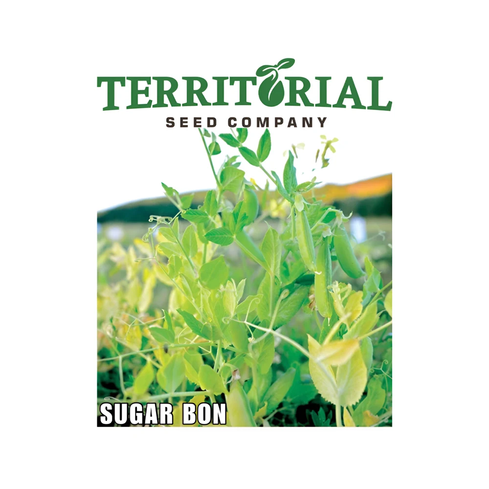 Sugar Bon Snap Pea 1 Sugar Bon Snap Pea seeds