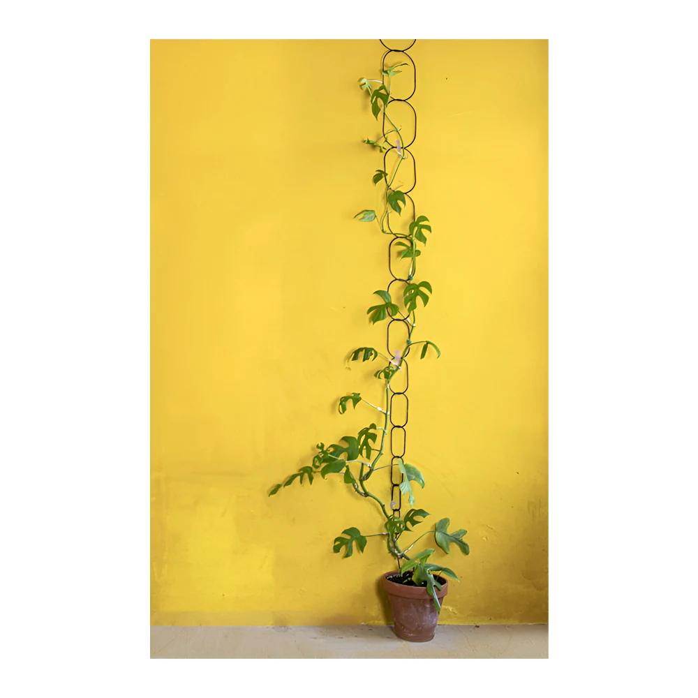 Support for Climbing Plants