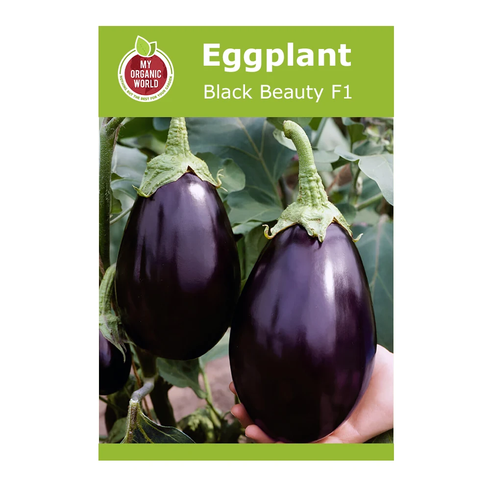Black Beauty F1 Eggplant 1 Black Beauty F1 Eggplant seeds