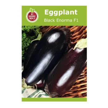 Black Enorma F1 Eggplant seeds