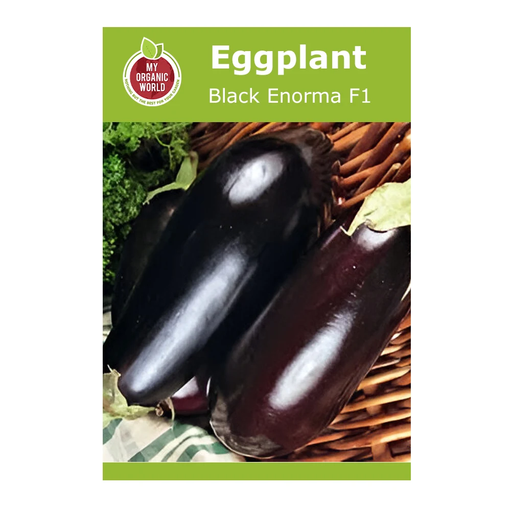 Black Enorma F1 Eggplant seeds