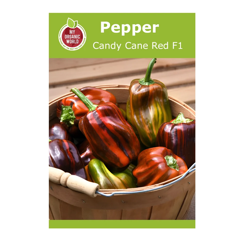 Candy Cane Red F1 Pepper 1 Candy Cane Red F1 Pepper seeds