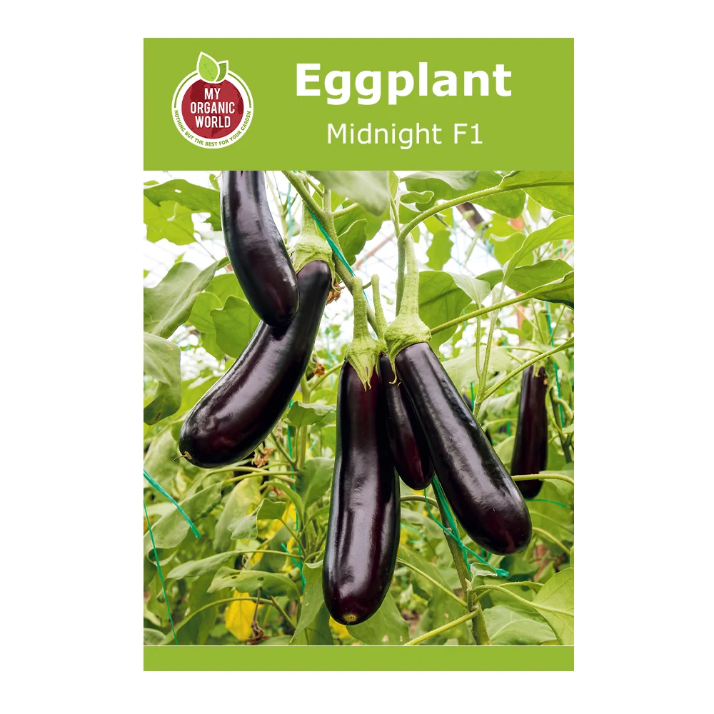 باذنجان Midnight F1 1 بذور باذنجان Midnight F1