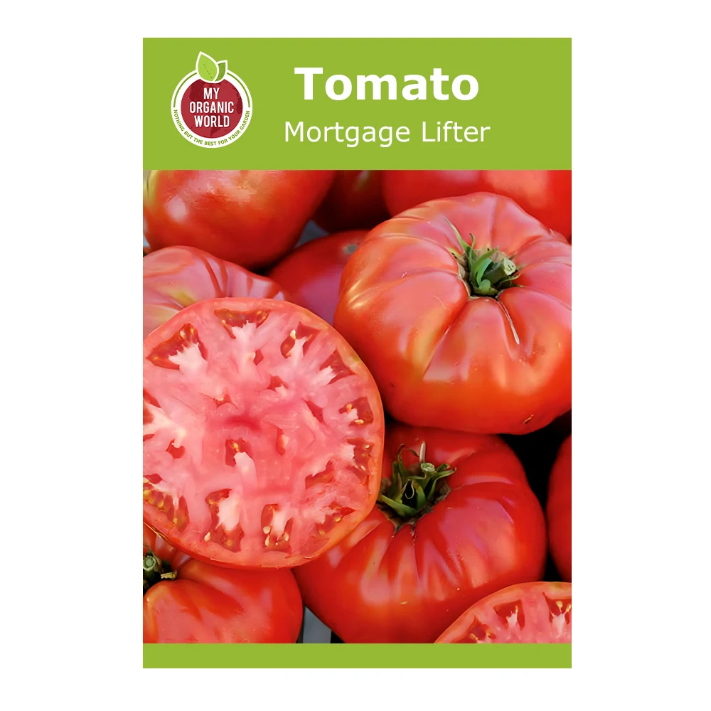 Mortgage Lifter Tomato 1 Mortgage Lifter Tomato seeds