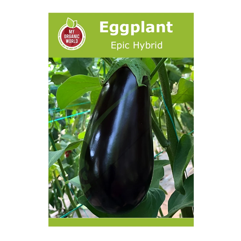 Epic Hybrid Eggplant seeds