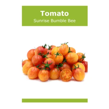 Sunrise Bumble Bee tomato seeds