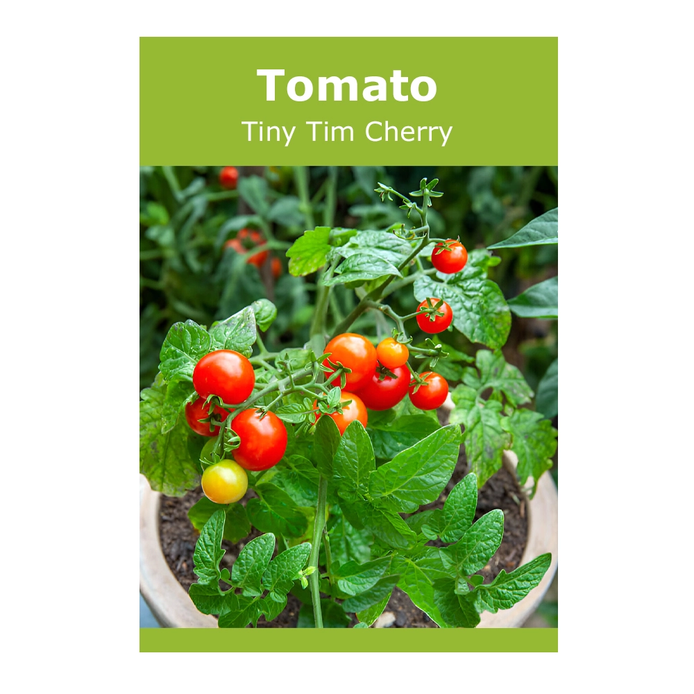 Tiny Tim Cherry Tomato seeds