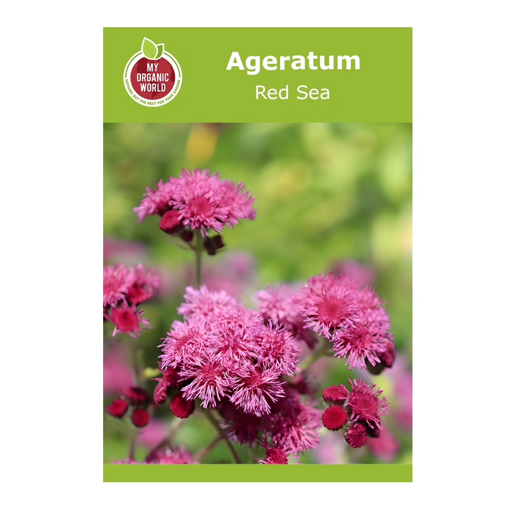 Ageratum Red Sea