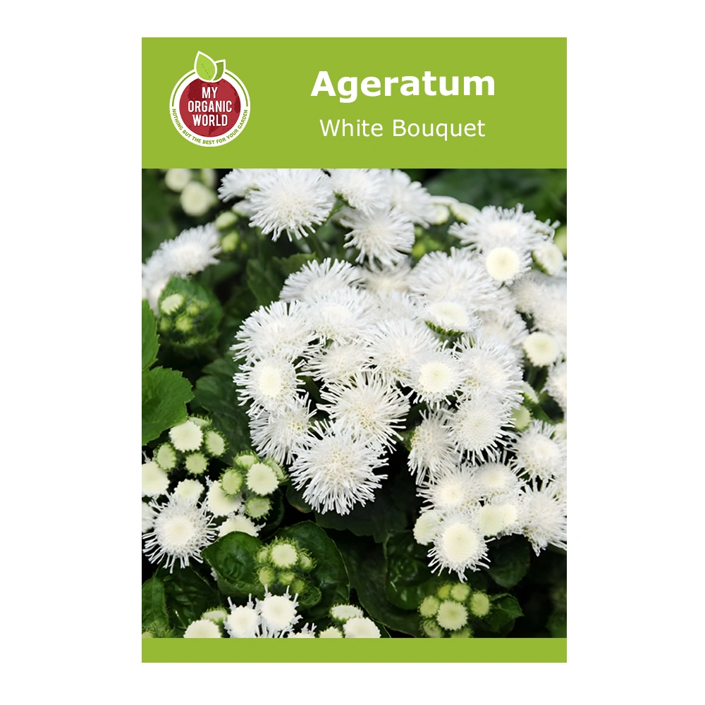 Ageratum White Bouquet 1 Ageratum White Bouquet