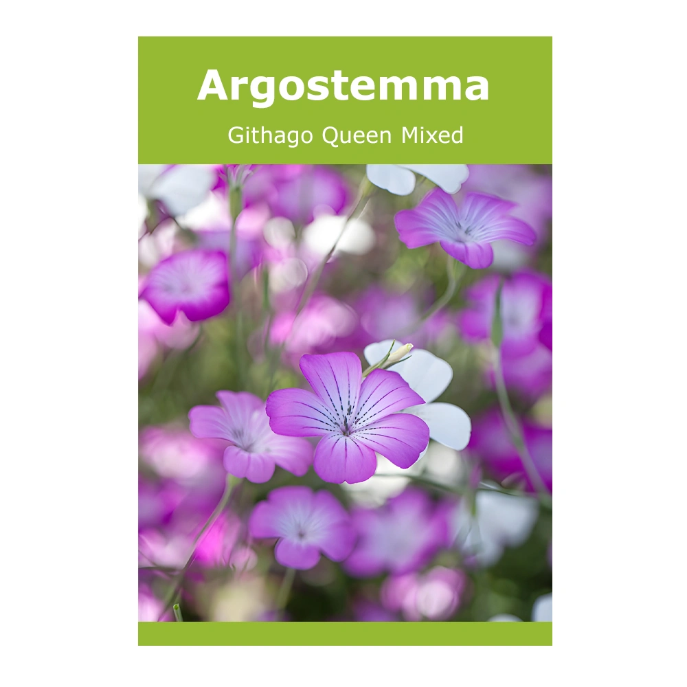 Agrostemma Githago Queen Mixed 1 Agrostemma Githago Queen Mixed seeds