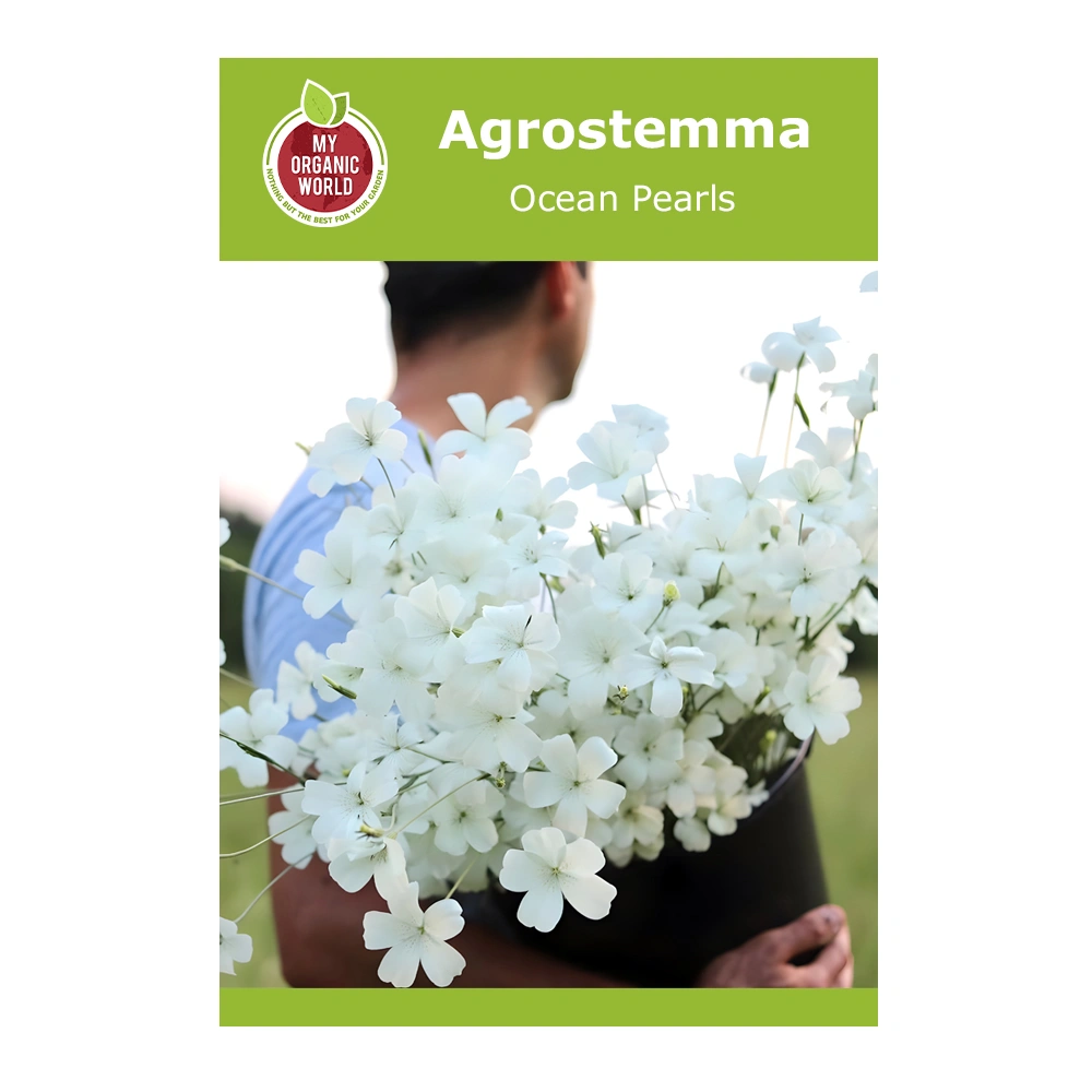 Agrostemma Ocean Pearls 1 Agrostemma Ocean Pearls