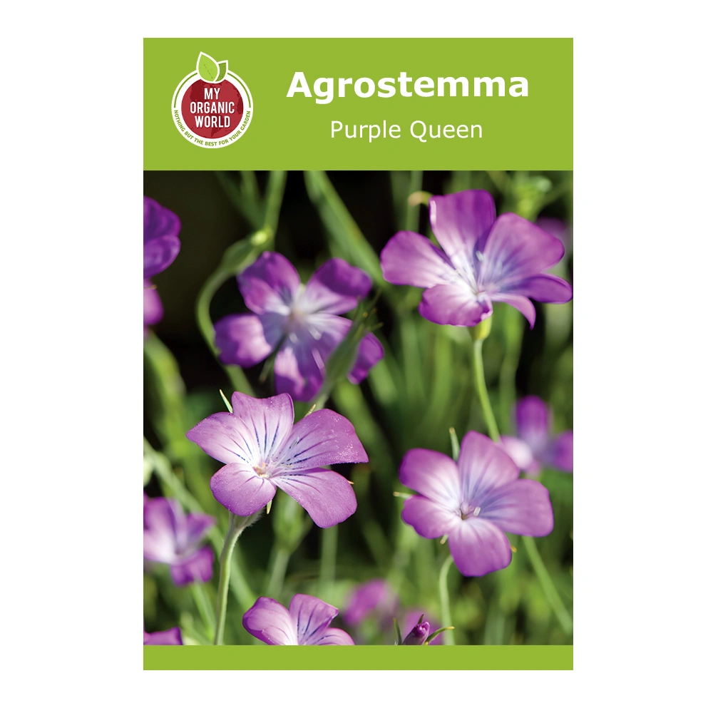 Agrostemma Purple Queen 1 Agrostemma Purple Queen