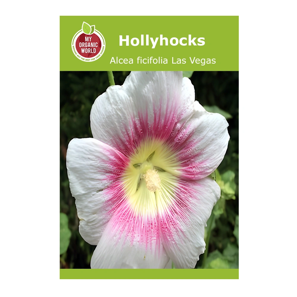 Alcea ficifolia Las Vegas