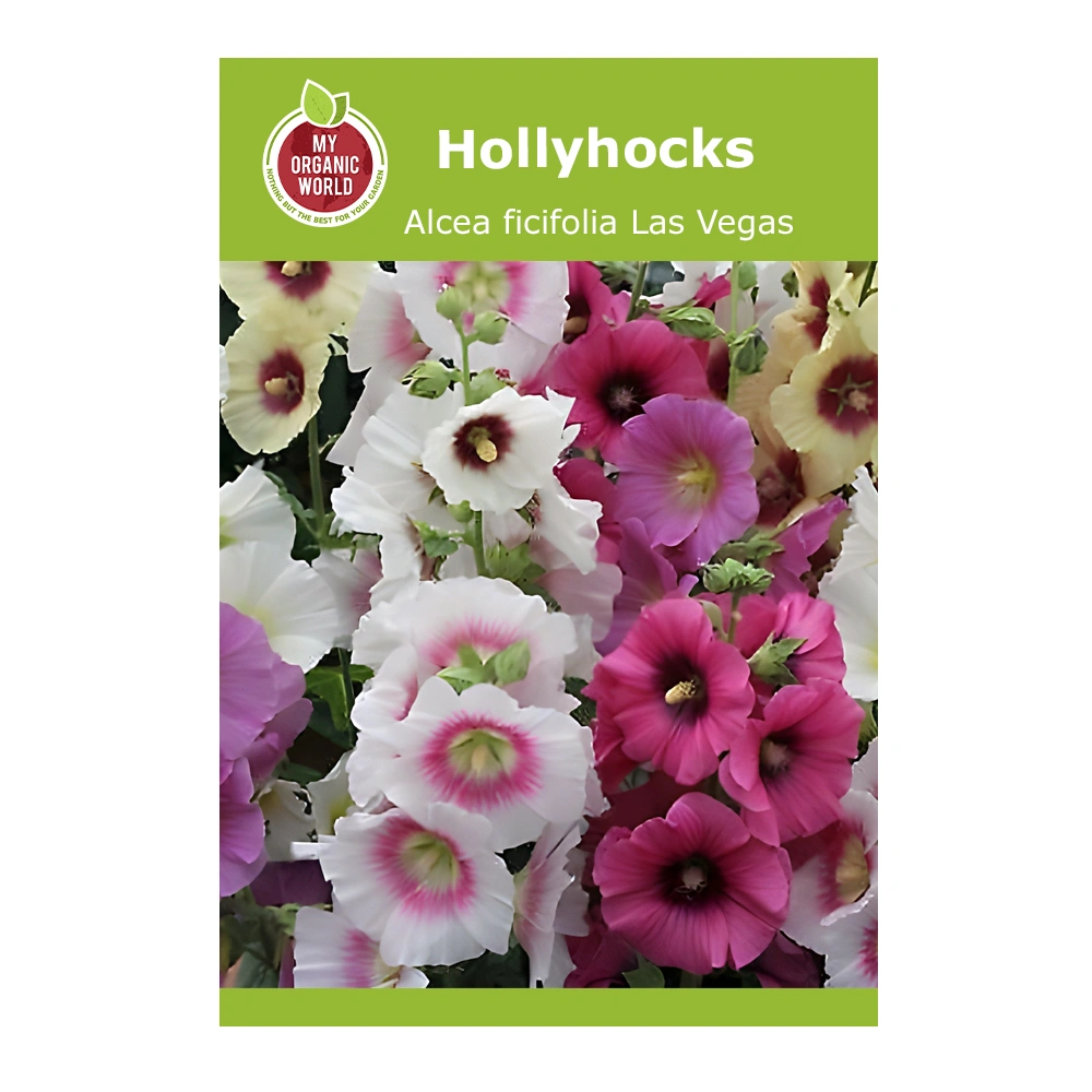 Alcea ficifolia Las Vegas