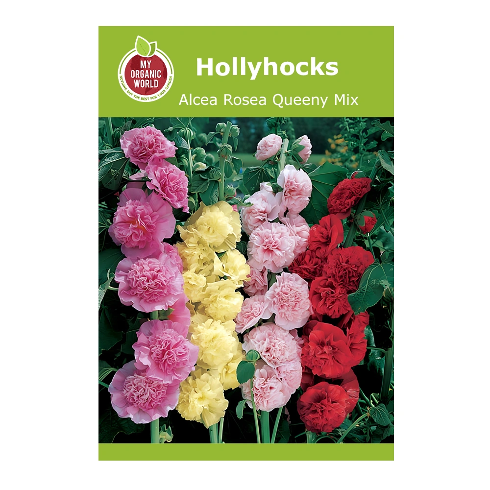 Alcea rosea Queeny Mix 1 Alcea rosea Queeny Mix