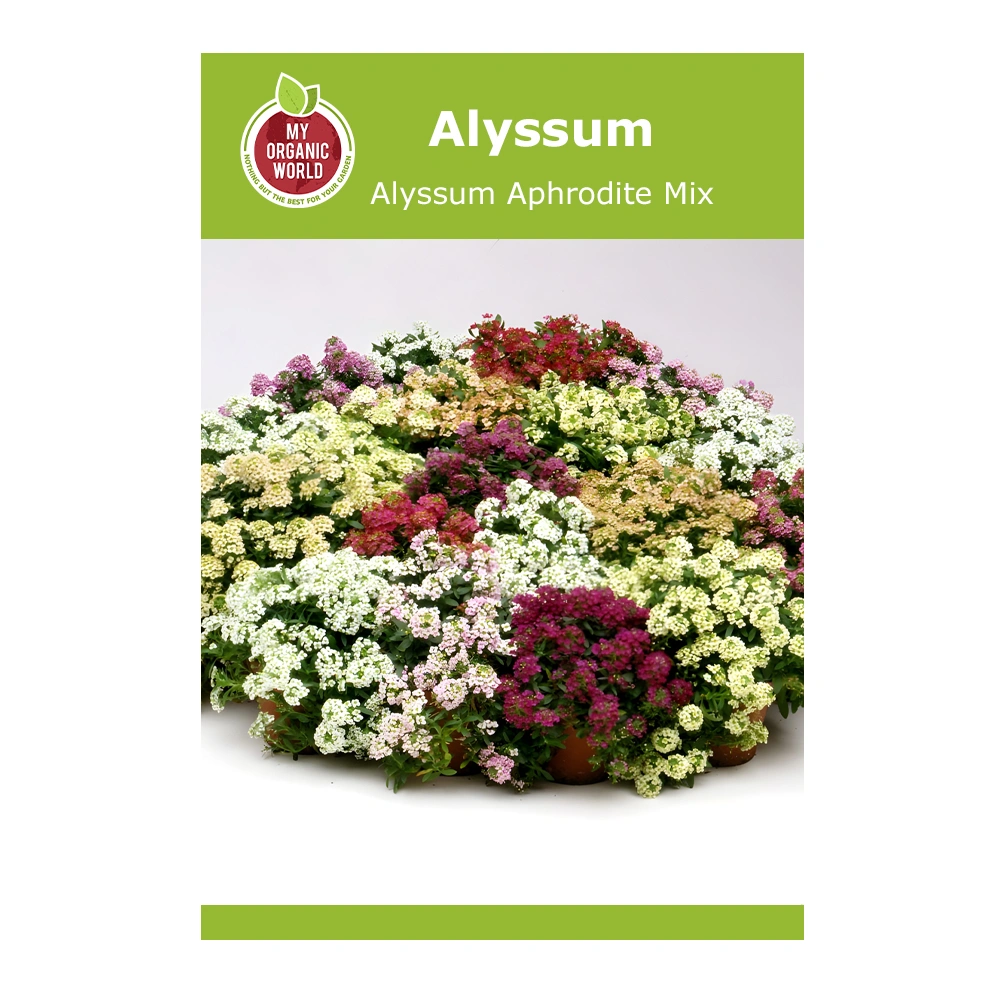Alyssum Aphrodite Mix seeds