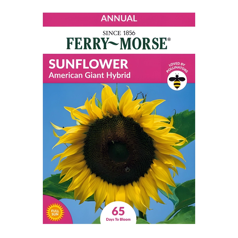 American Giant Hybrid Sunflower
