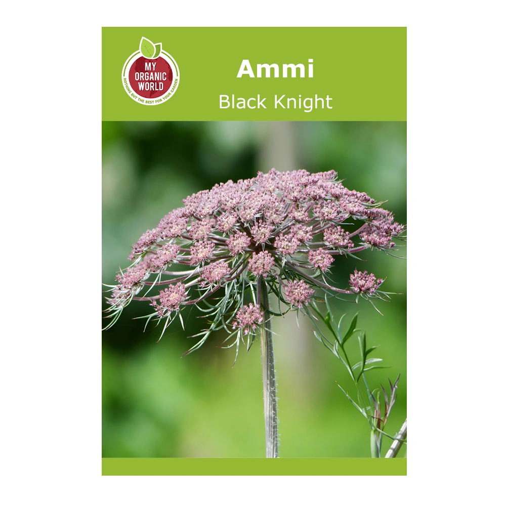 Ammi Black Knight 1 Ammi Black Knight
