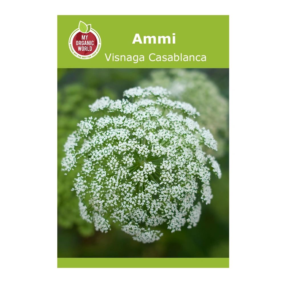 Ammi Visnaga Casablanca