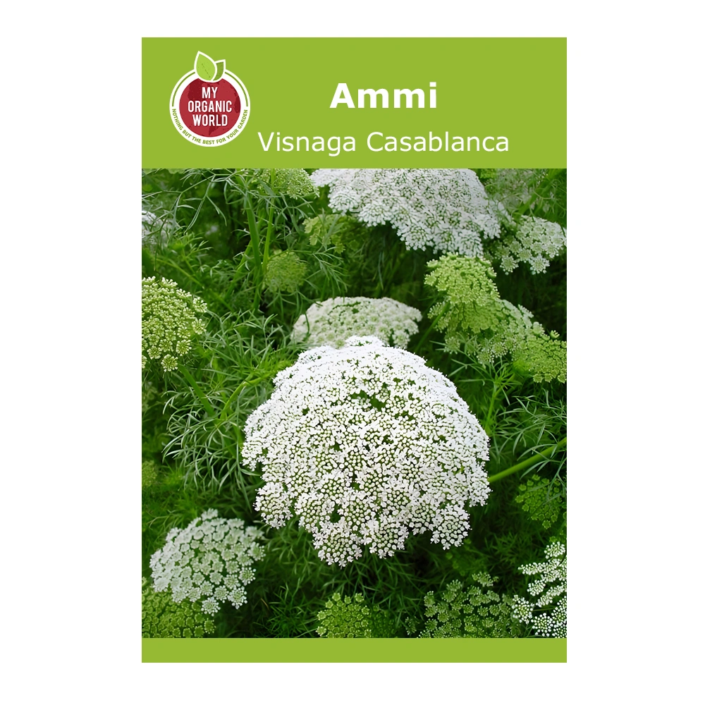 Ammi Visnaga Casablanca