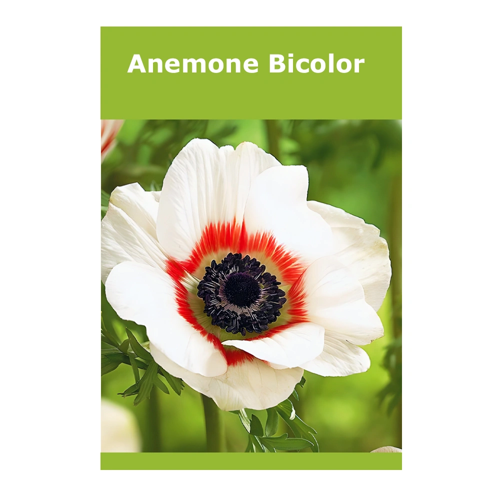 Anemone Bicolor (10 Pack)