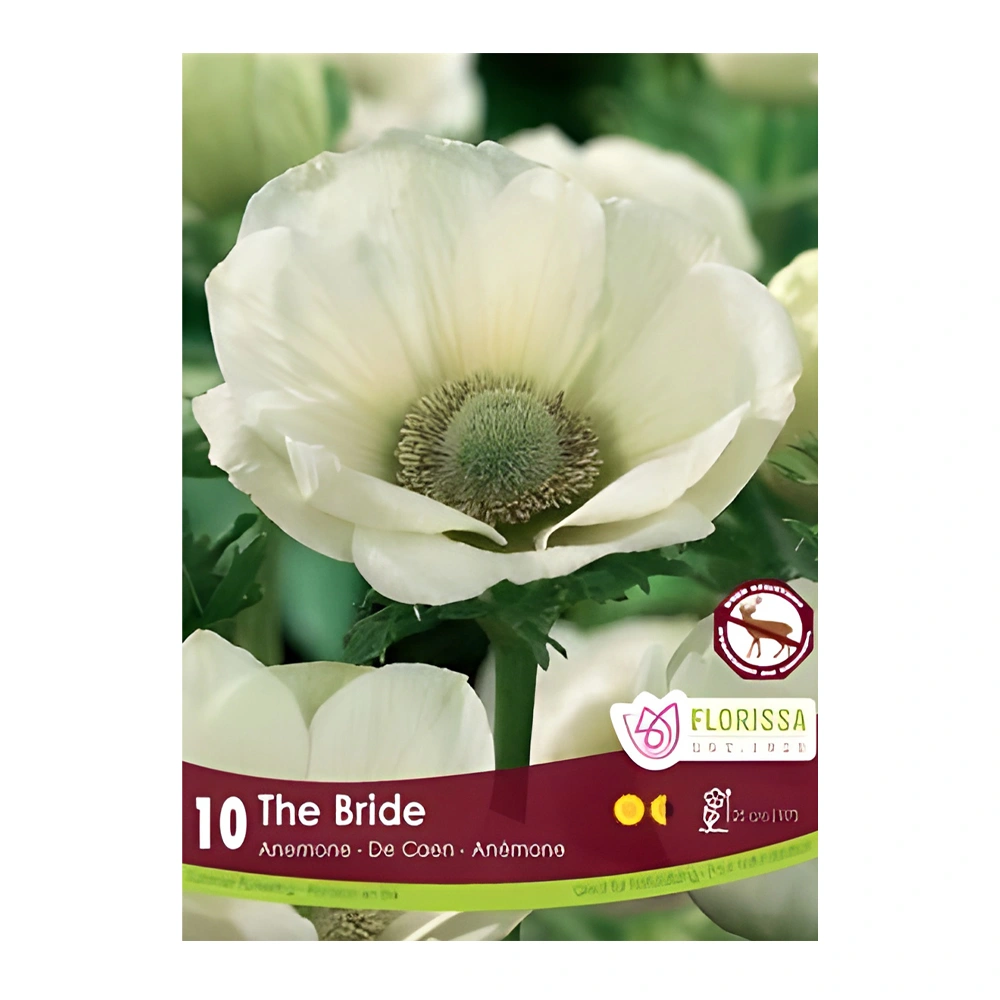 Anemone De Caen Bride (10 Pack) 1 Anemone De Caen Bride (10 Pack)