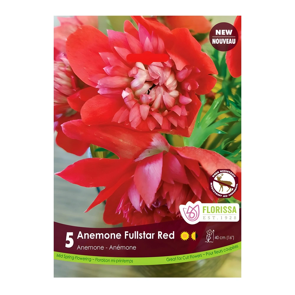 Anemone Fullstar Red (5 Pack)