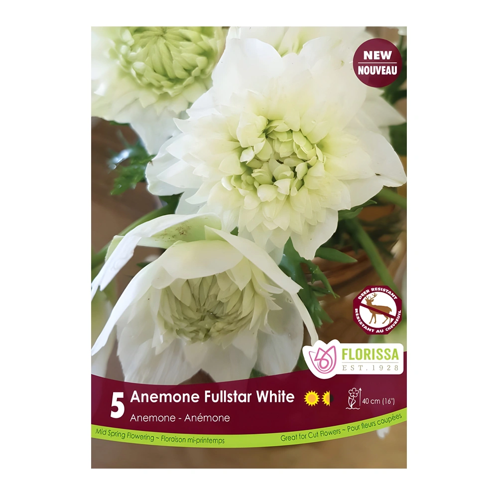 Anemone Fullstar White (5 Pack) 1 Anemone Fullstar White (5 Pack)