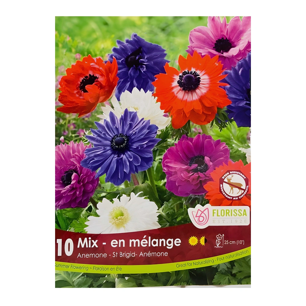 Anemone St. Brigid Mix (10 Pack) 1 Anemone St. Brigid Mix (10 Pack)