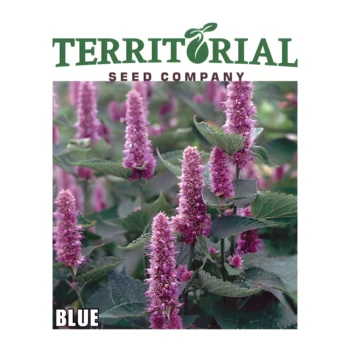Anise Hyssop Blue