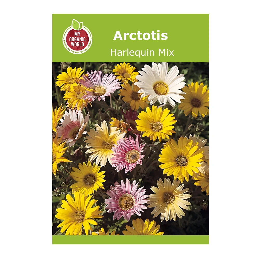 Arctotis Harlequin Mix 1 Arctotis Harlequin Mix