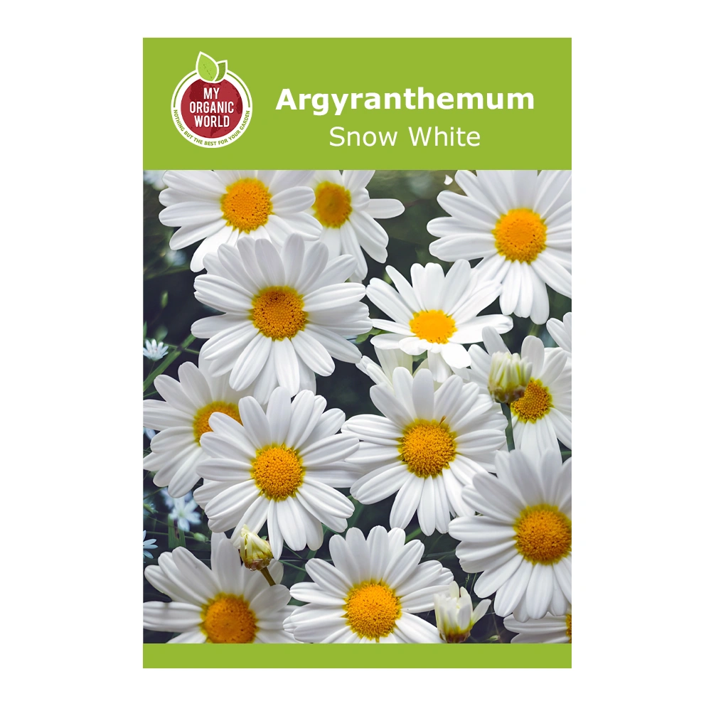 Argyranthemum Snow White 1 Argyranthemum Snow White
