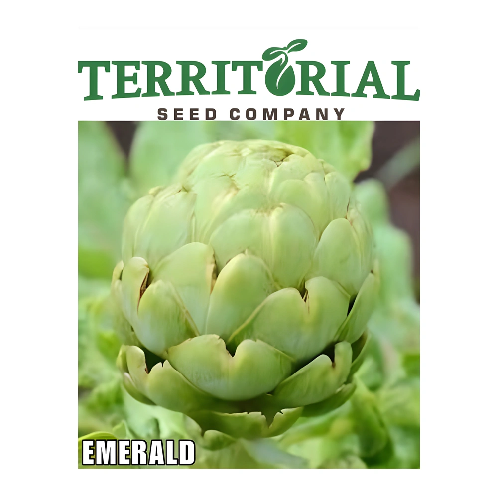 Artichoke Emerald F1