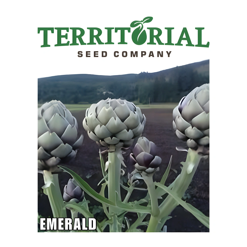Artichoke Emerald F1 1 Artichoke Emerald F1