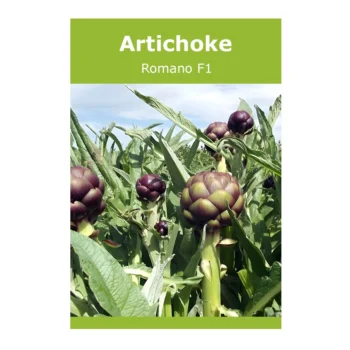 Artichoke Romano F1