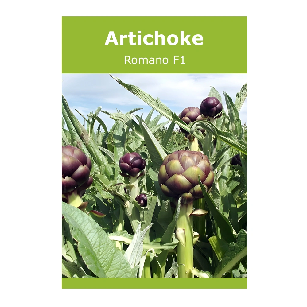 Artichoke Romano F1 1 Artichoke Romano F1