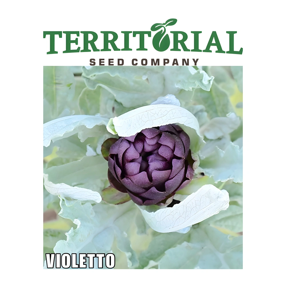 Artichoke Violetto 1 Artichoke Violetto