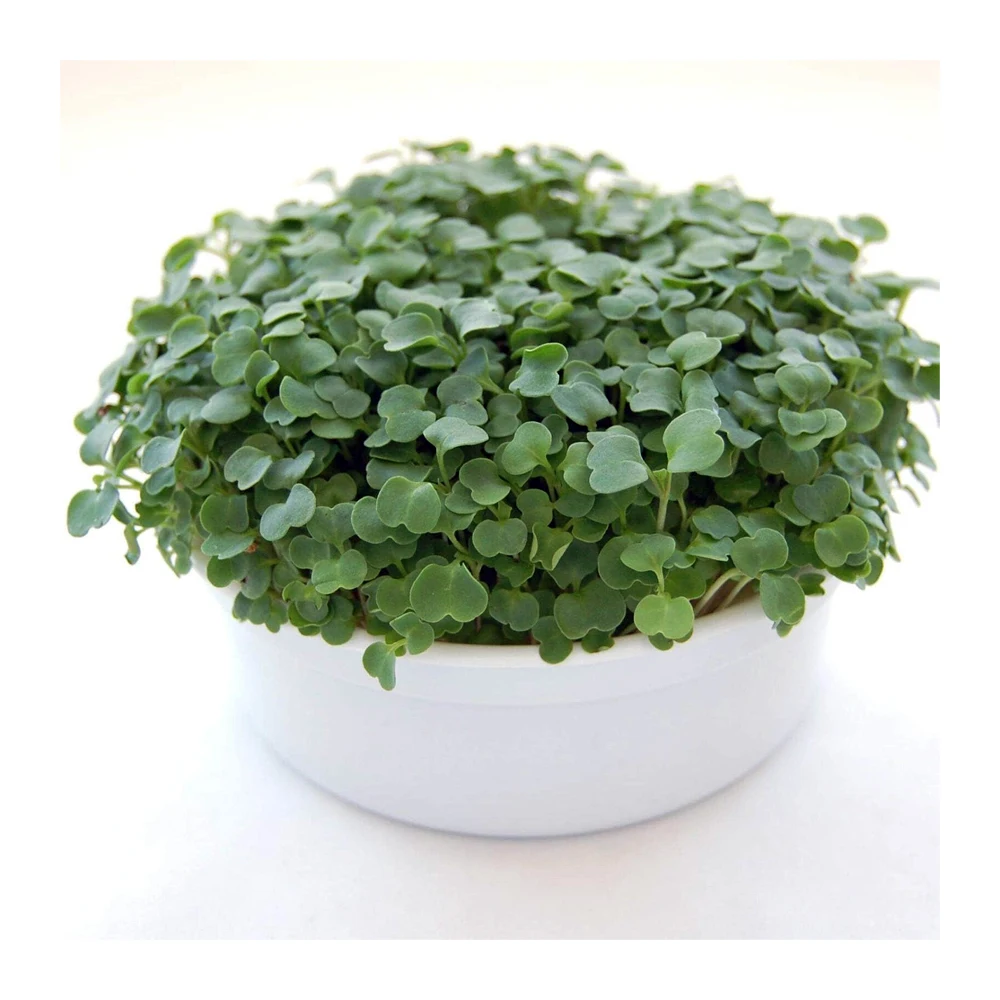 Arugula Mini Microgreens Growing Kit