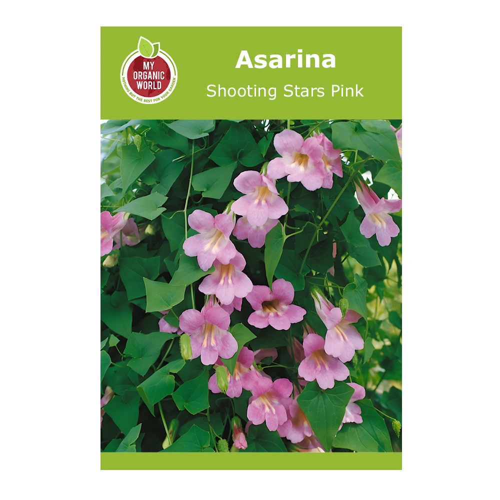 Asarina Shooting Stars Pink 1 Asarina Shooting Stars Pink