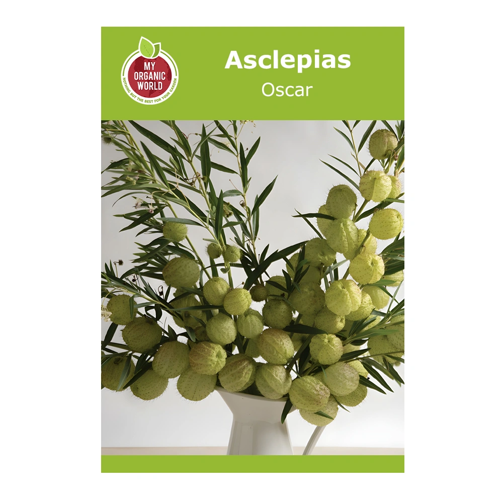 Asclepias Oscar 1 Asclepias Oscar