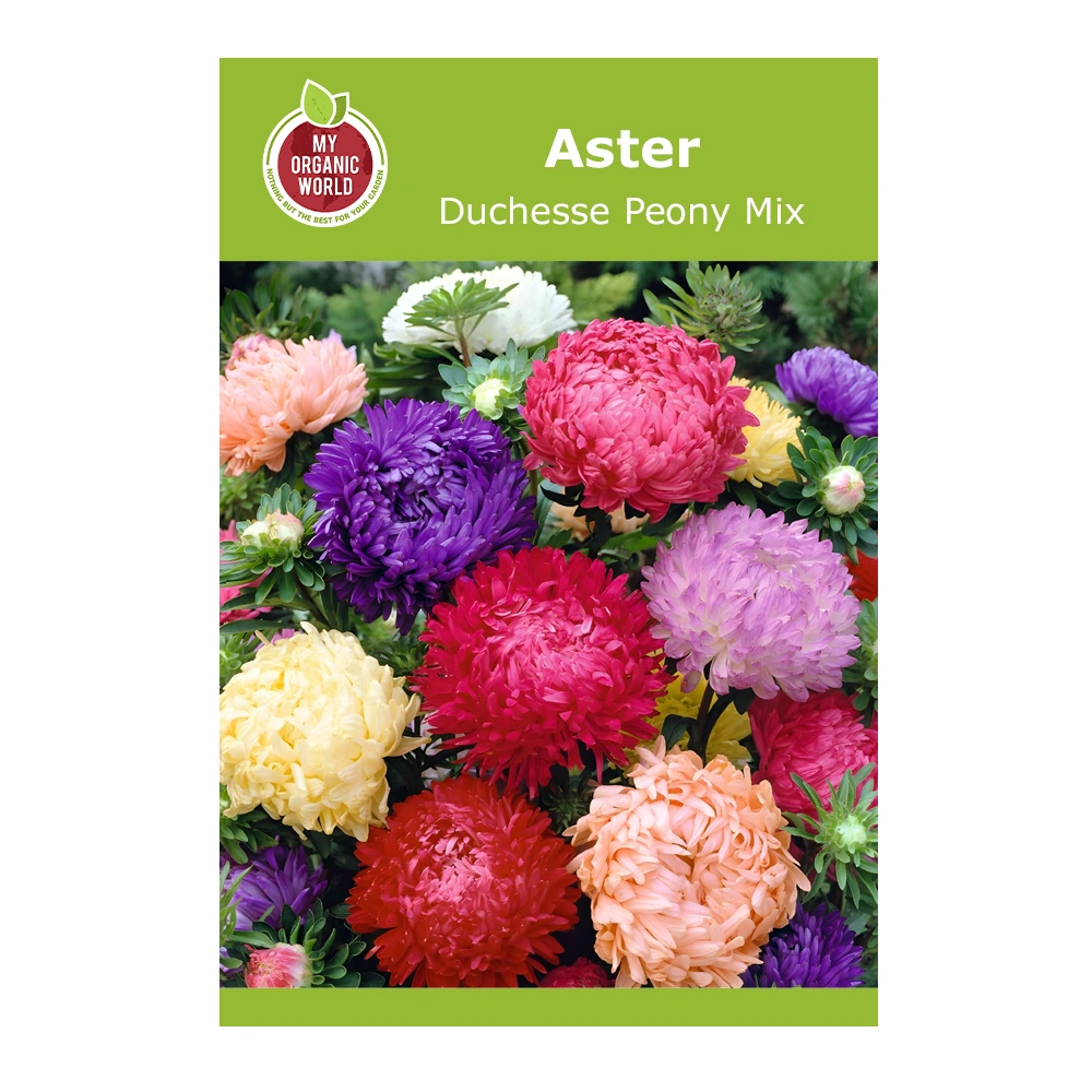 Aster Duchesse Peony Mix 1 Aster Duchesse Peony Mix
