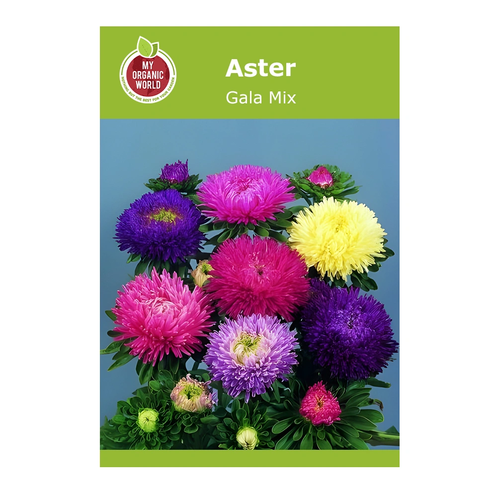 Aster Gala Mix