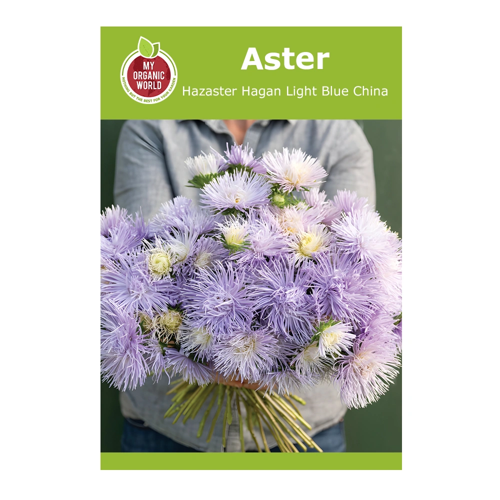 Aster Hazaster Hagan Light Blue China 1 Aster Hazaster Hagan Light Blue China