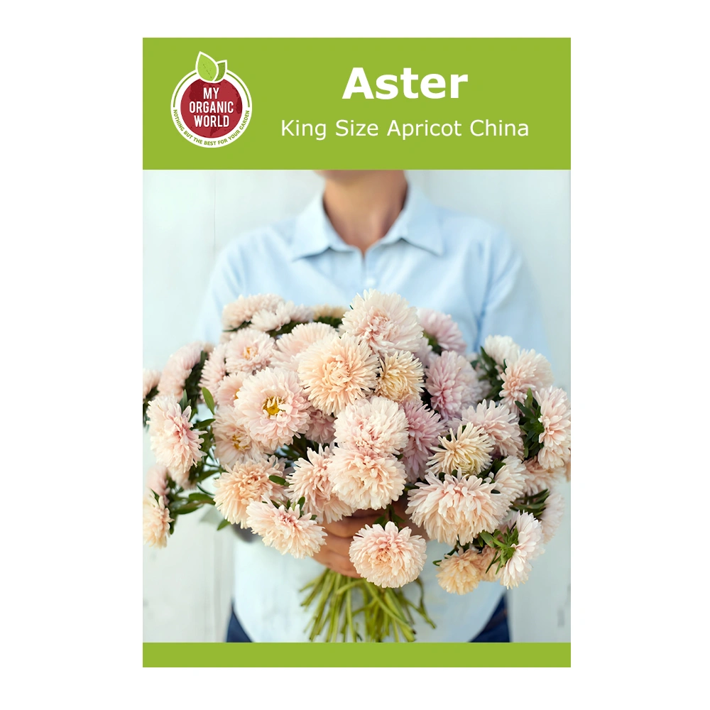 Aster King Size Apricot China 1 Aster King Size Apricot China