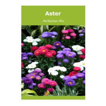 Aster Perfection Mix