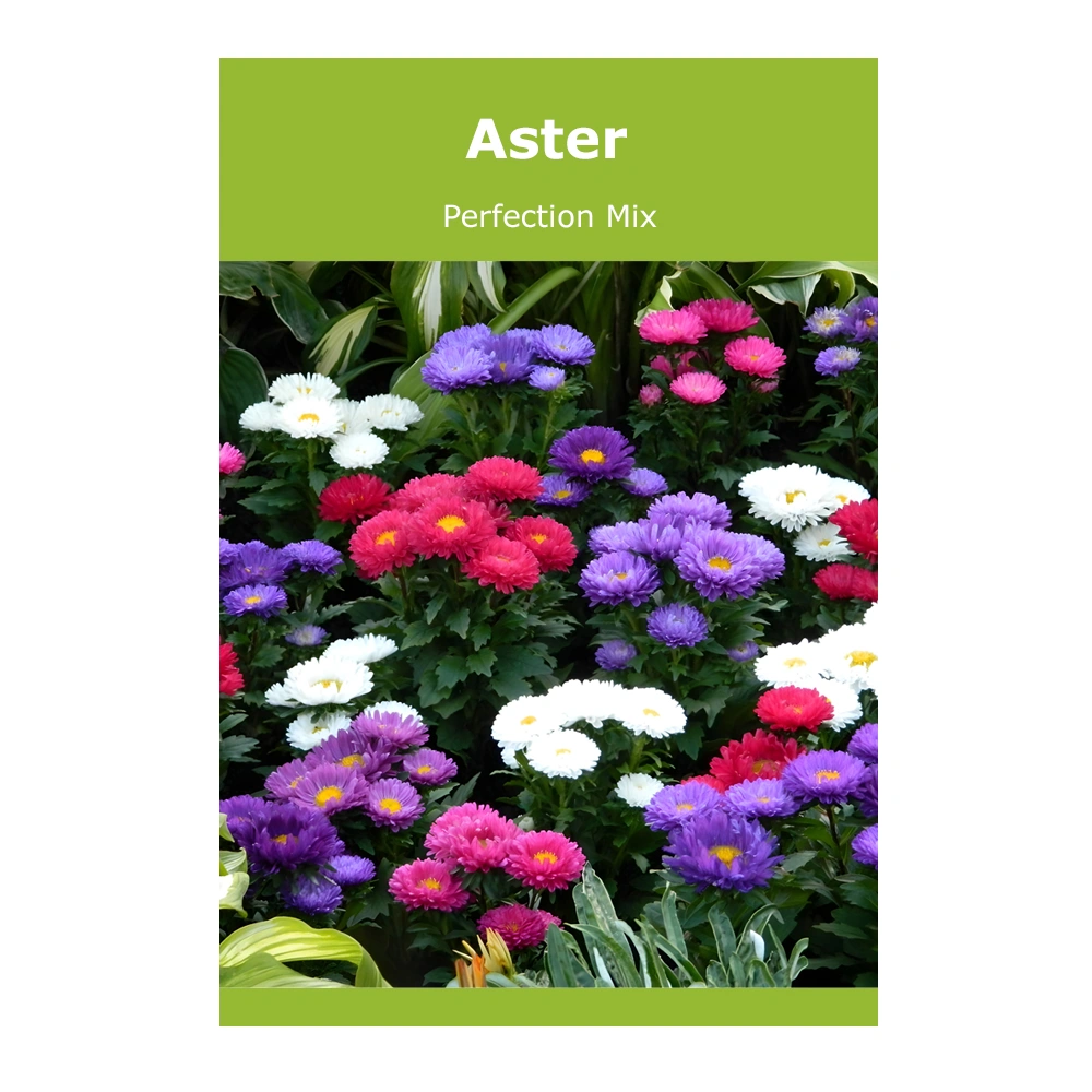 Aster Perfection Mix
